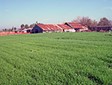 field of wheat grass to be harvested for freeze-drying